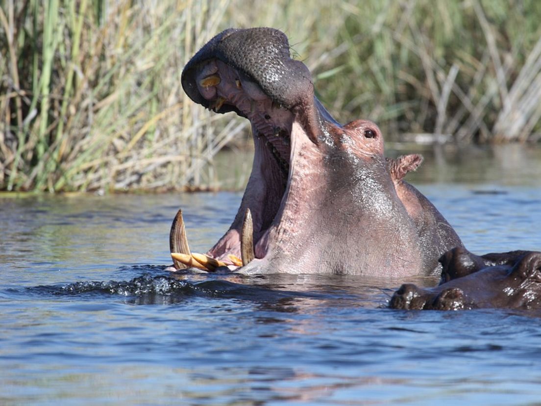 'Aaaaaaaaaaaah!' - nijlpaard (waarschijnlijk)