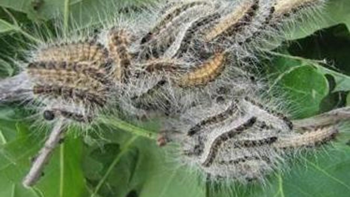 Grensbewaking vanwege eikenprocessierups