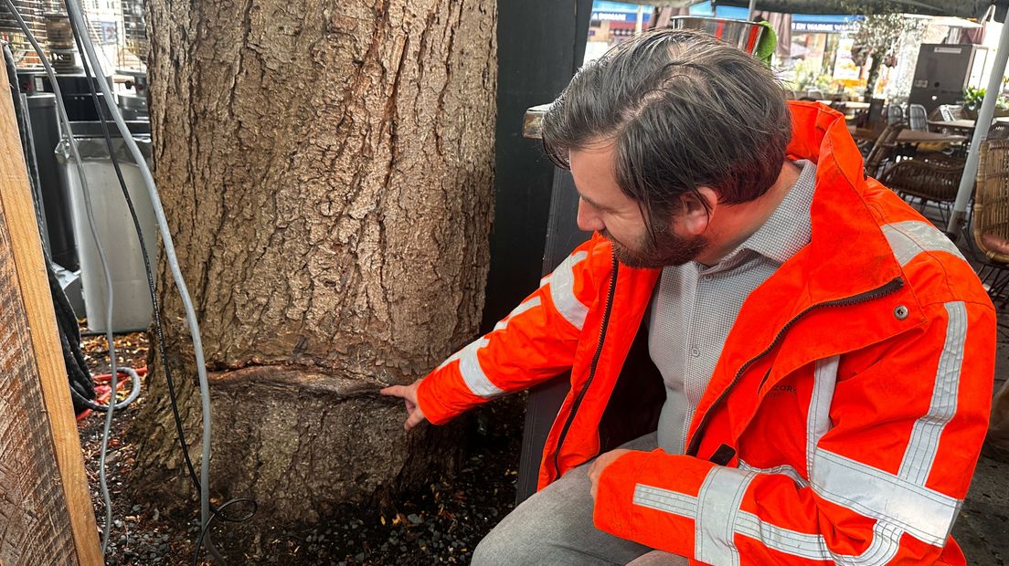 Bert van Eck bij de boom in Middelburg