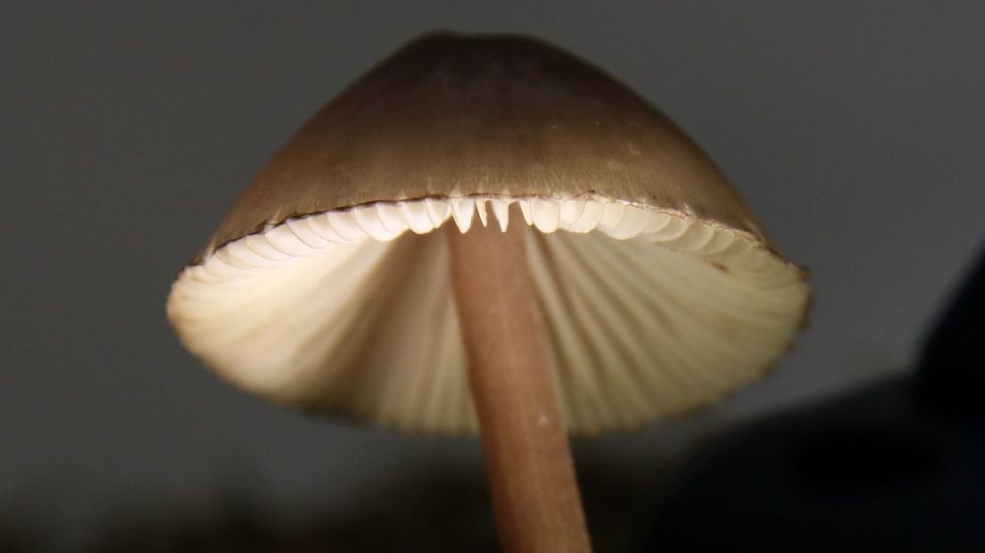Lichtgevende paddenstoel.