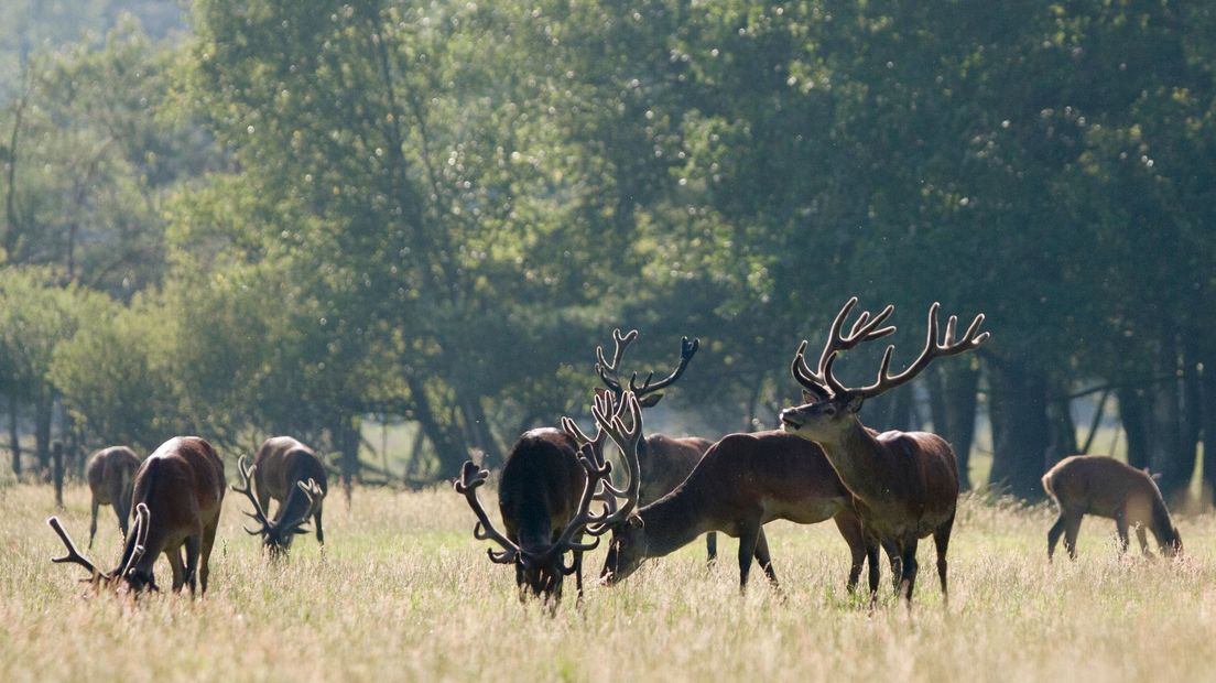 Edelherten leven nu nog niet in het wild in Overijssel