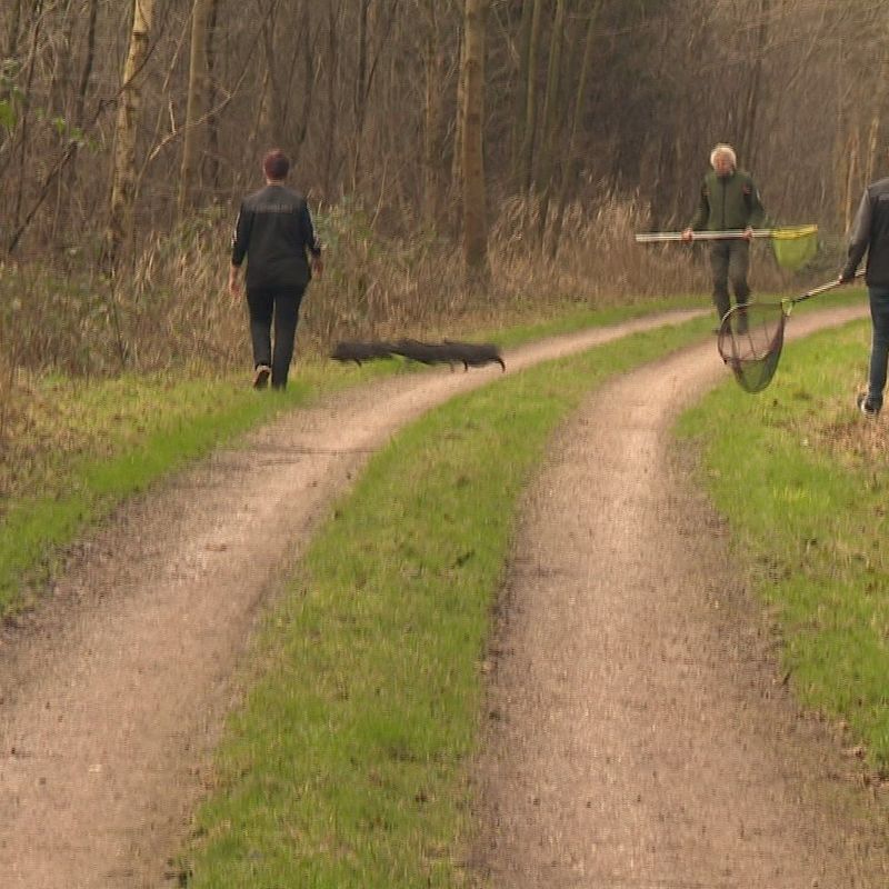 Hangbuikzwijntjes gedumpt in Kuinderbos: