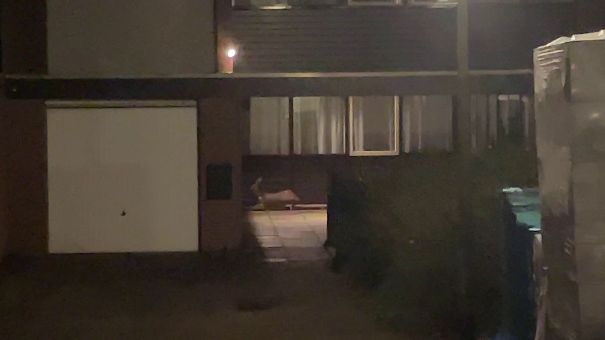 Ree in paniek in woonwijk Emmen