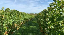 Steeds meer wijnboeren vestigen zich in Limburg
