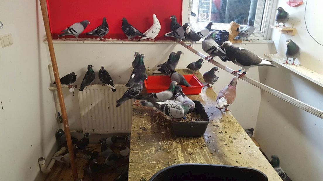 De meeste duiven werden opgevangen in een klein kamertje