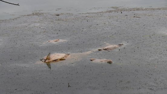 Waarom drijven er honderden dode vissen in dit natuurgebied?