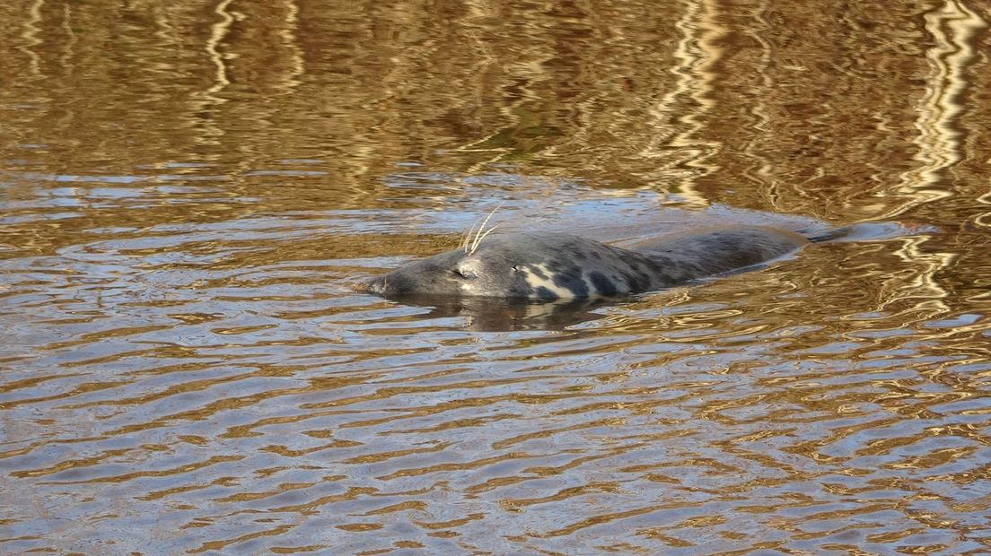Een zeehond zwemt rond bij Rogat