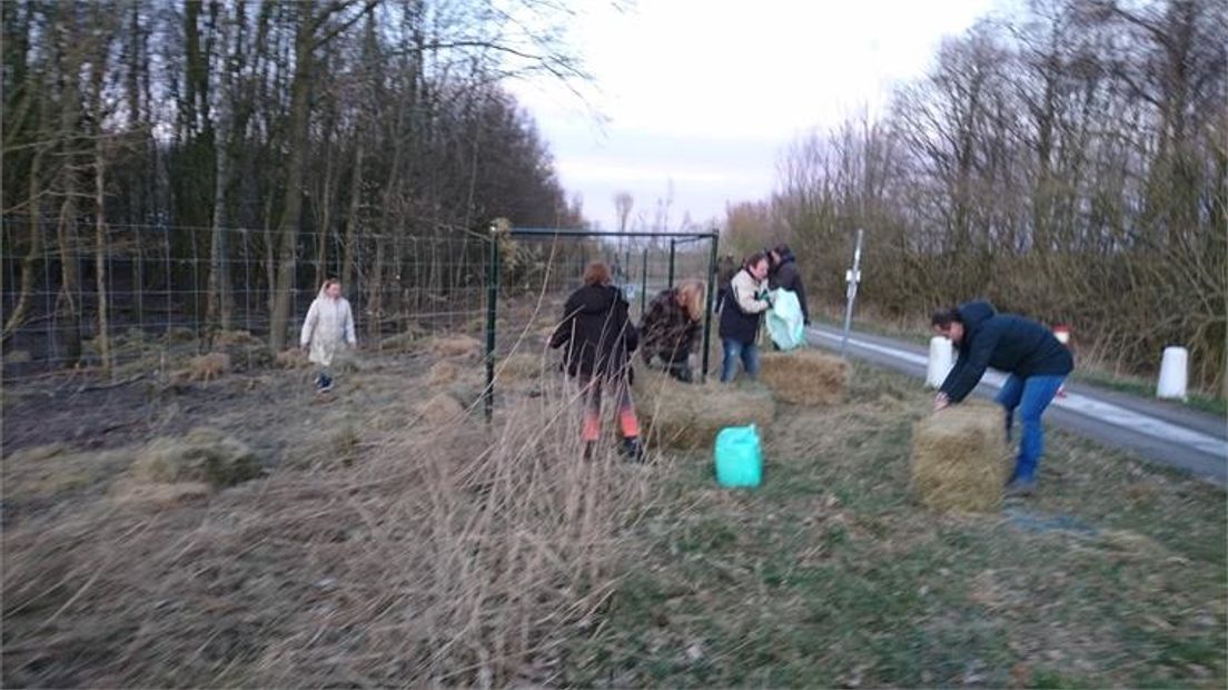 Balen hooi worden over het hek gegooid (Rechten: Omroep Flevoland)