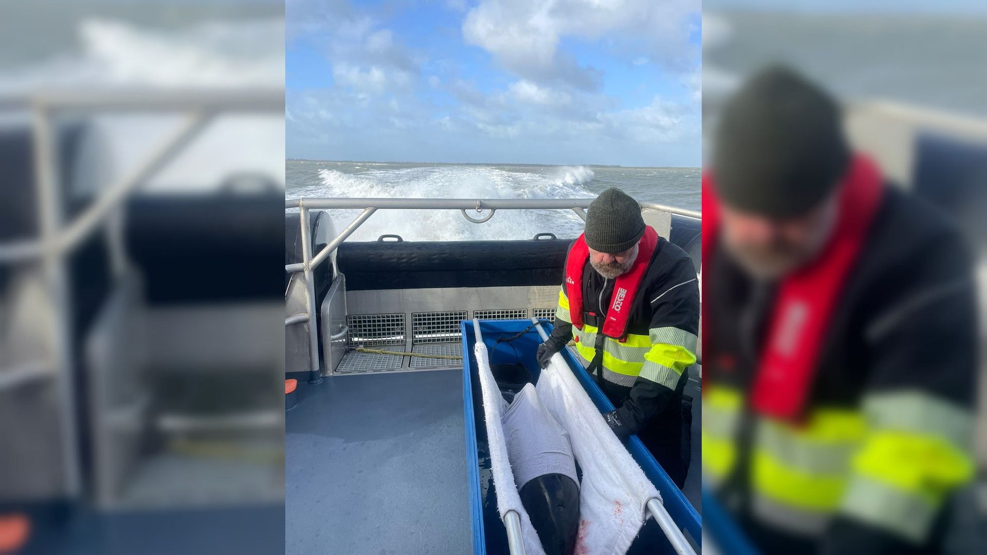 Ferwûne brúnfisk oanspield op It Amelân