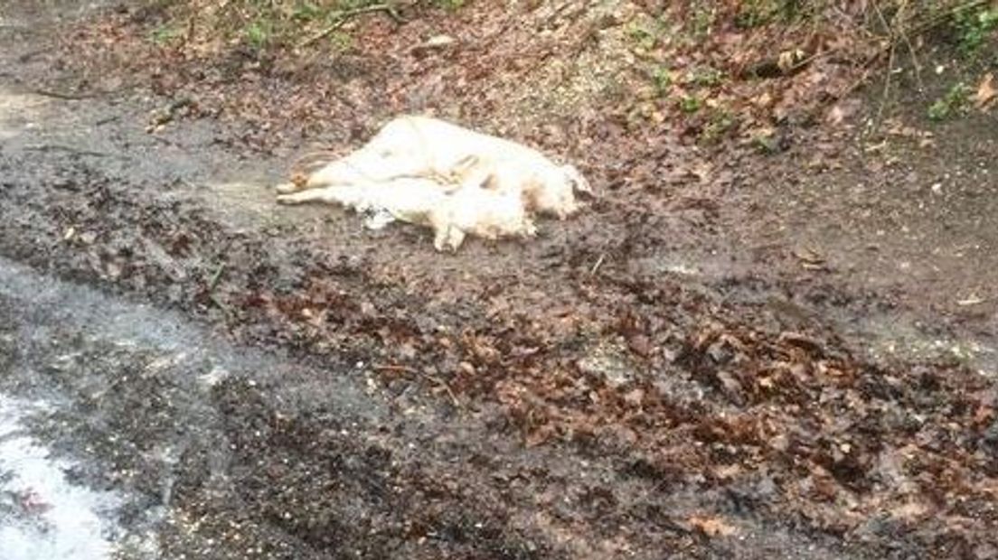 Burgemeester Cees van der Knaap van Ede is geschokt na de vondst van dode varkens in Lunteren op het terrein waar mogelijk een asielzoekerscentrum komt. Onbekenden hebben de kadavers bij recreatiecentrum De Goudsberg neergelegd. 'Dit is schandalig', laat de eerste burger via zijn woordvoerder weten.