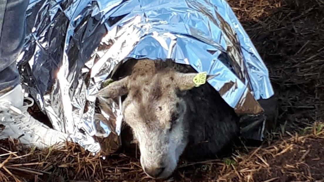 Het schaap is weer op het droge | Foto Facebook politie Alphen