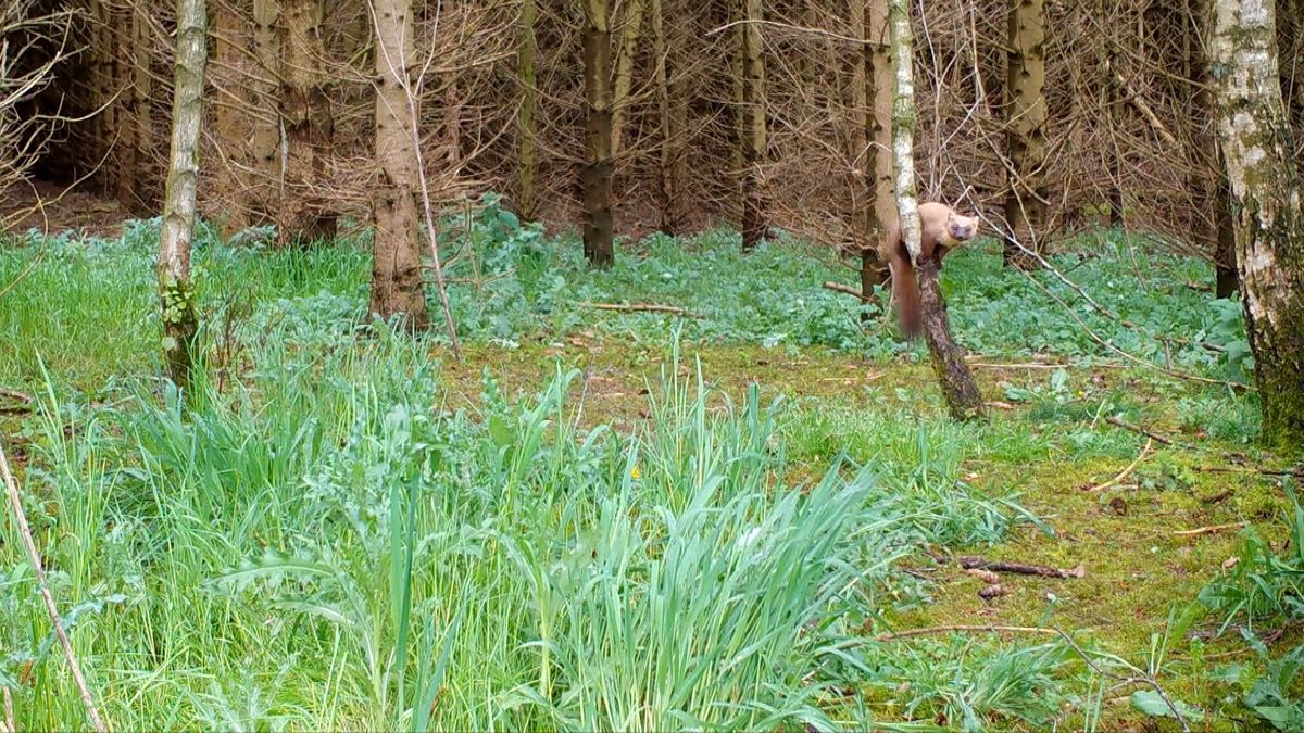 Wildcamera: behendig springende boommarter op de Hondsrug