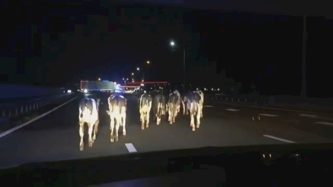 Wijkagent over 'koe-incident' A28: "Had compleet uit de klauwen kunnen lopen"