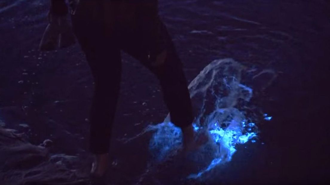 Zeevonk geeft een magische blauwe gloed