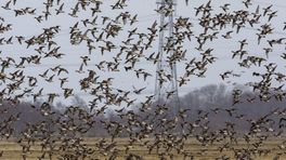Vogels vliegen zich massaal dood op hoogspanningsmasten: 'Weggezakt probleem'
