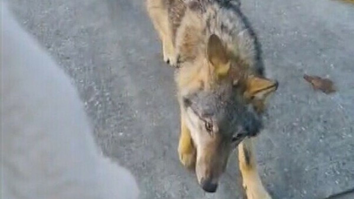 Wolf volgt wandelaars: 'Mijn jas leek op een schapenvachtje'