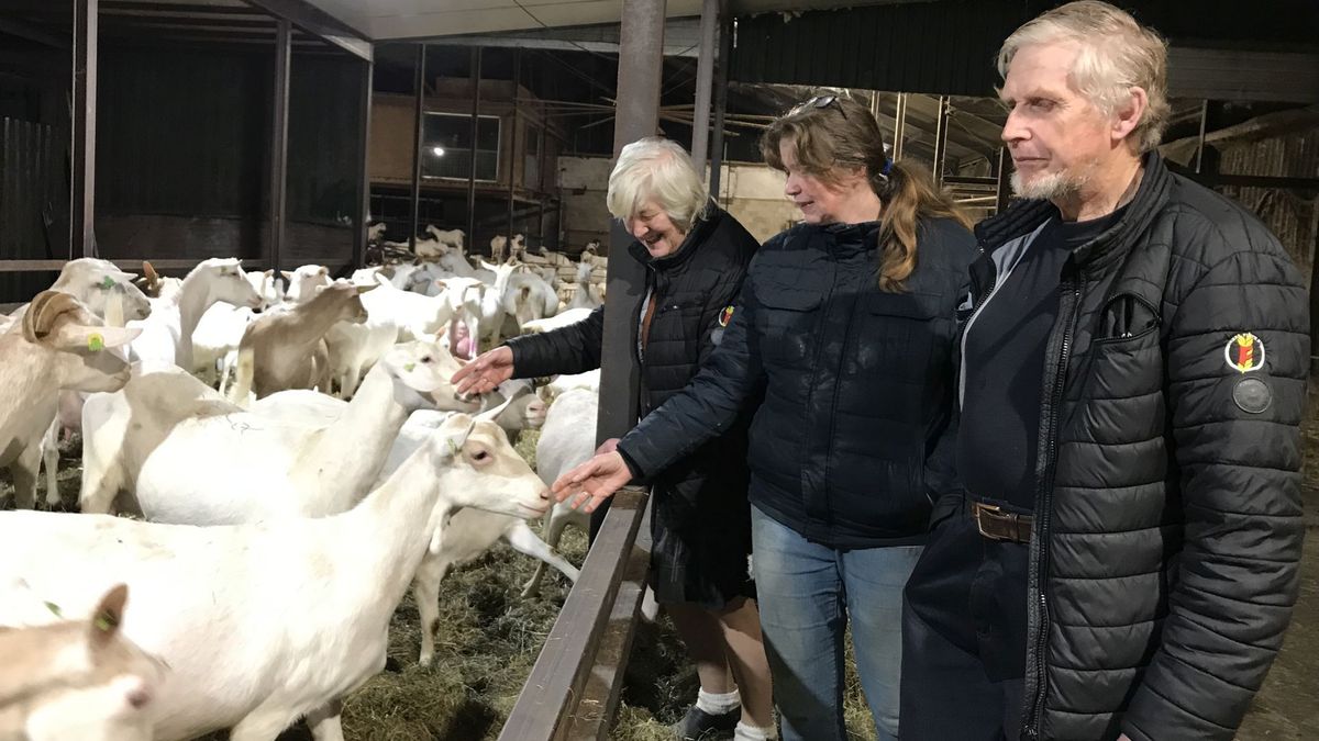 Tien jaar na de geitenruiming in Achterberg: 