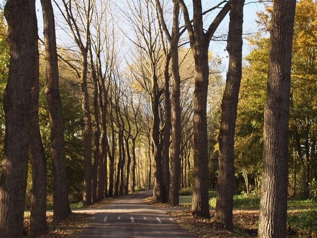 De populieren aan de Hitlandselaan in Nieuwerkerk a/d IJssel