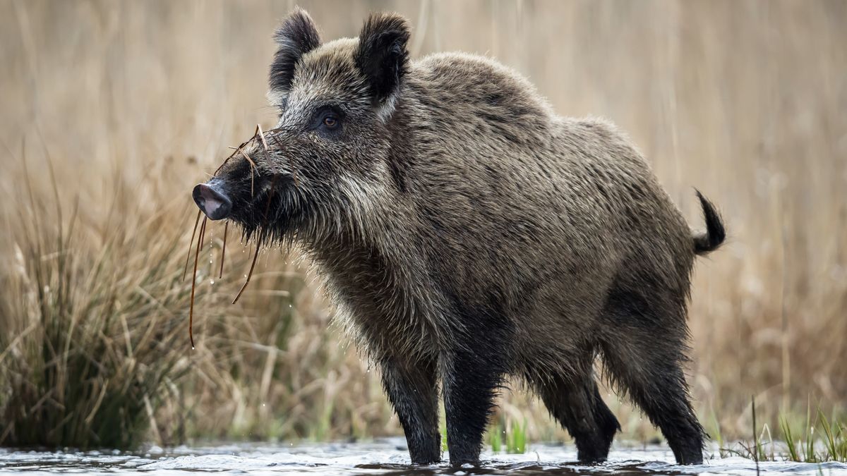 Meerssen sluit natuurgebied af vanwege wild zwijn