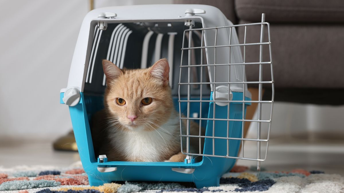 Praktijk verdwijnt uit Sint Nicolaasga, maar dierenarts gaat door: 