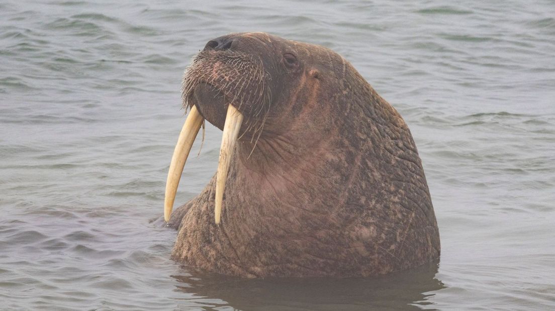 De walrus houdt het voor gezien op Neeltje Jans en gaat weer het water in