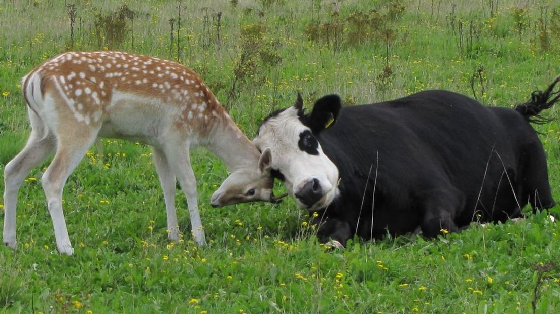 Hert knuffelt met een koe: is dit normaal?