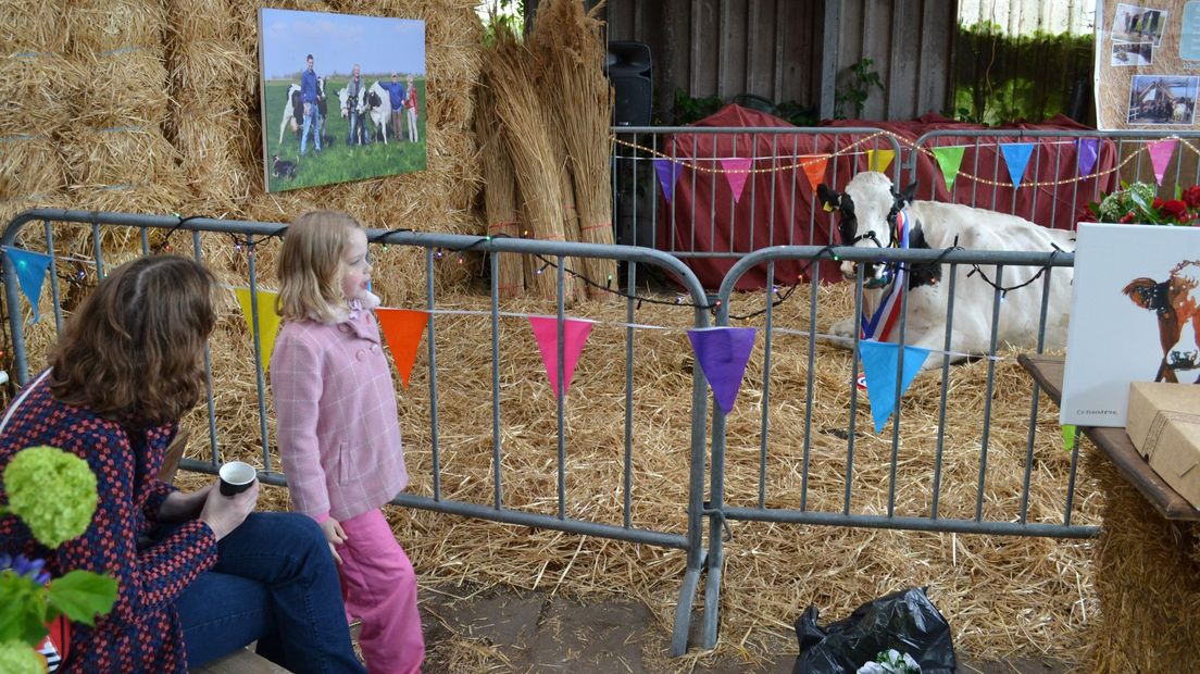 Sophia kijkt vol trots naar de koeien