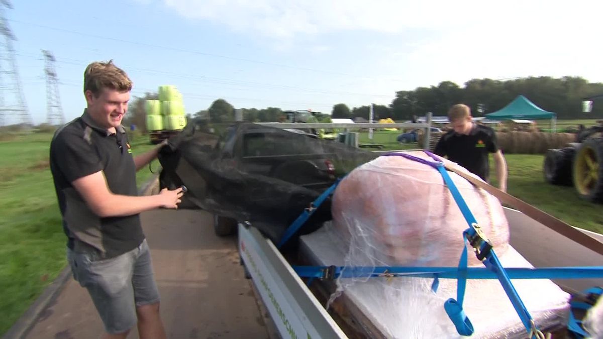 Joekels van pompoenen worden gewogen in Hasselt. We volgen de 20-jarige Gerben Rouhof uit Bornerbroe