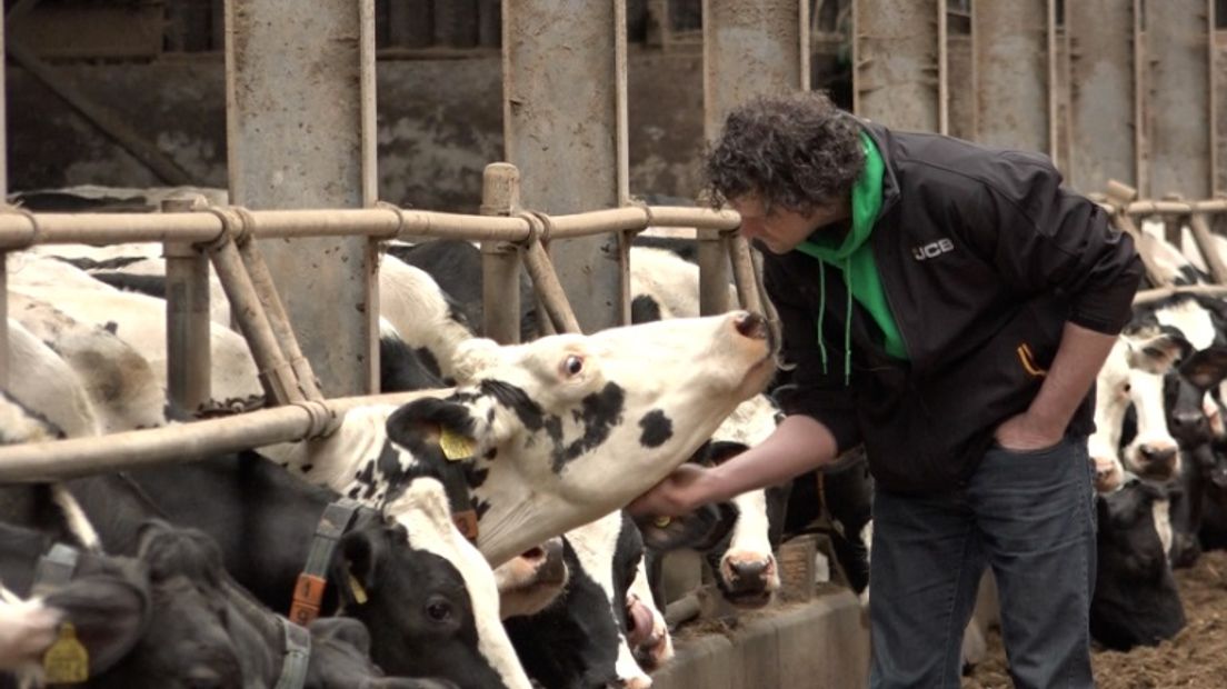Martin Benning bij een van zijn driehonderd koeien (Rechten: Janet Oortwijn/RTV Drenthe)