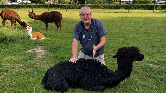 Oververhitte alpaca gekoeld na tropische dag