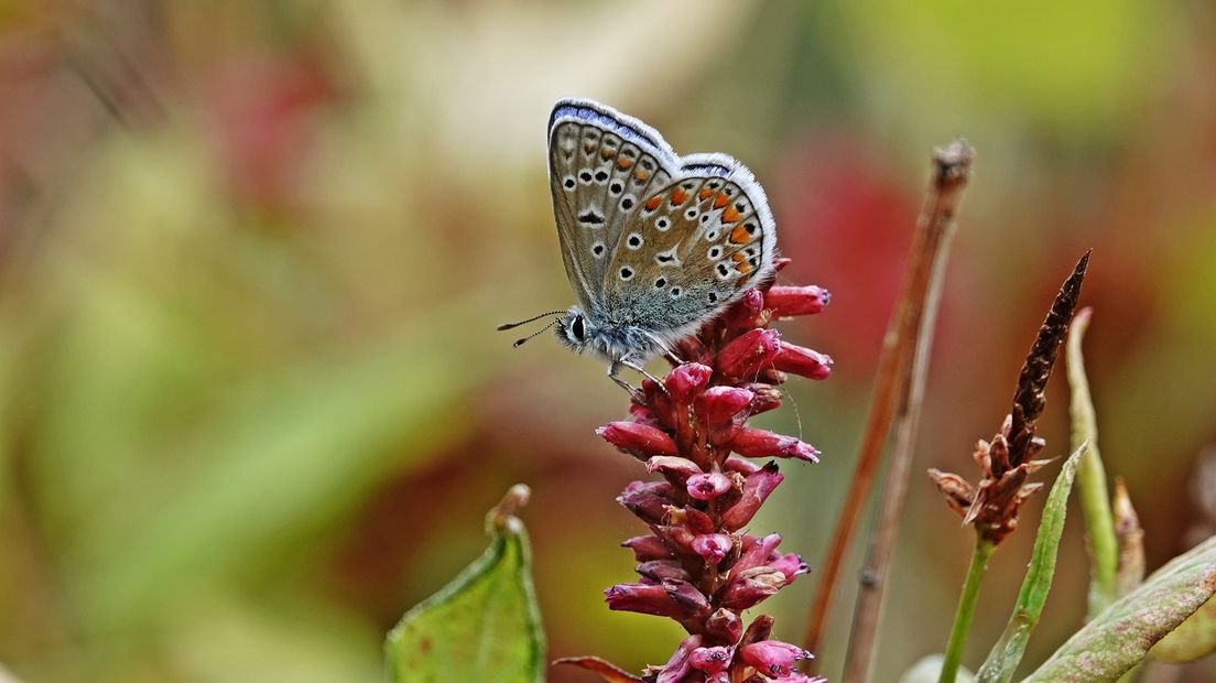 Een vlinder (Icarus blauwtje) in Goes