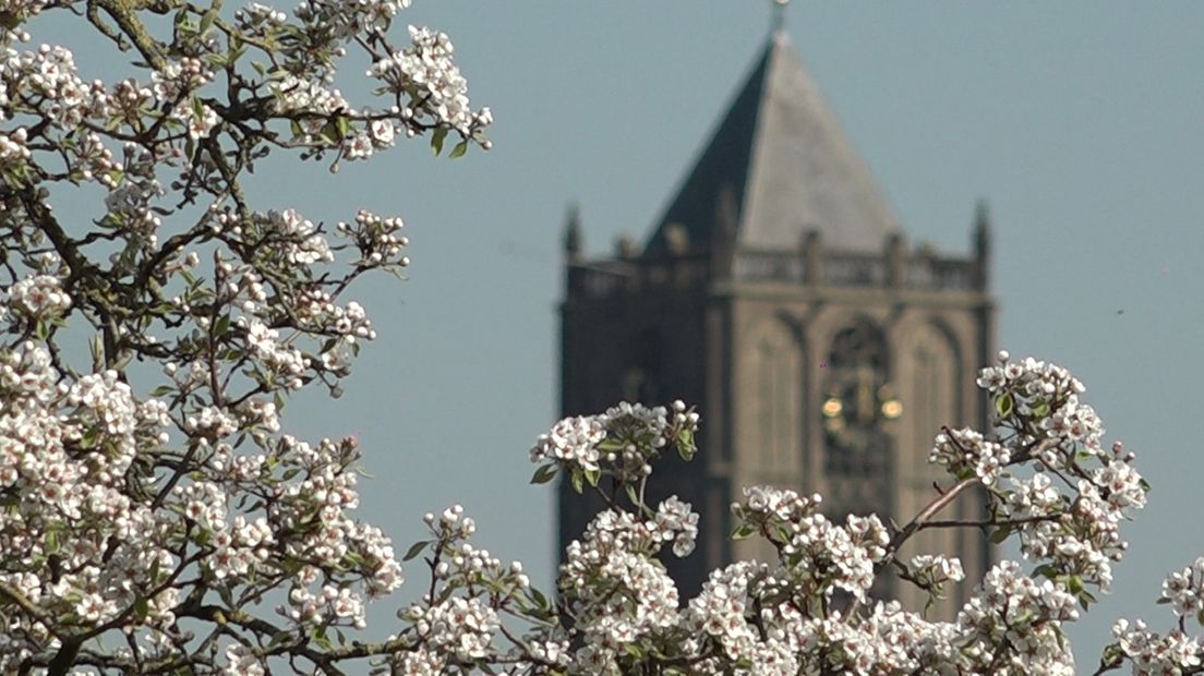 Het warme weer van de afgelopen dagen heeft de Betuwe in volle bloei gezet. Afgelopen week moesten fruittelers nog flink aan de bak om de bloesemknoppen 's nachts niet te laten bevriezen. Na de pruimen- en steeds meer perenbloesem staan nu ook veel kersenbomen in volle bloei.