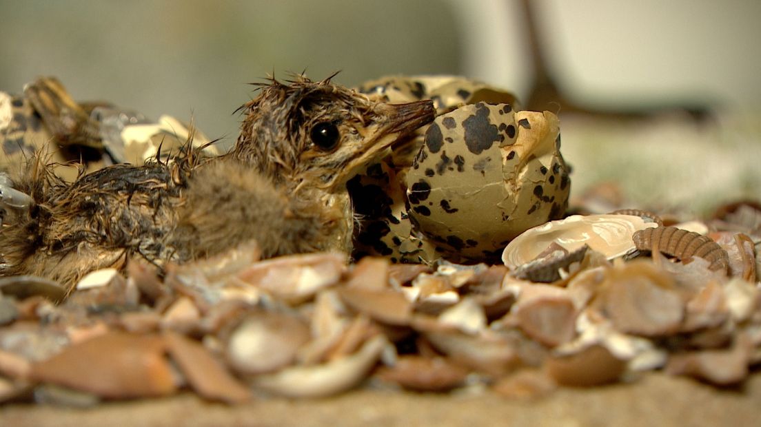 Van jong tot oud, van klein tot groot. Jan Meulmeester heeft 490 opgezette dieren in zijn huis in Middelburg