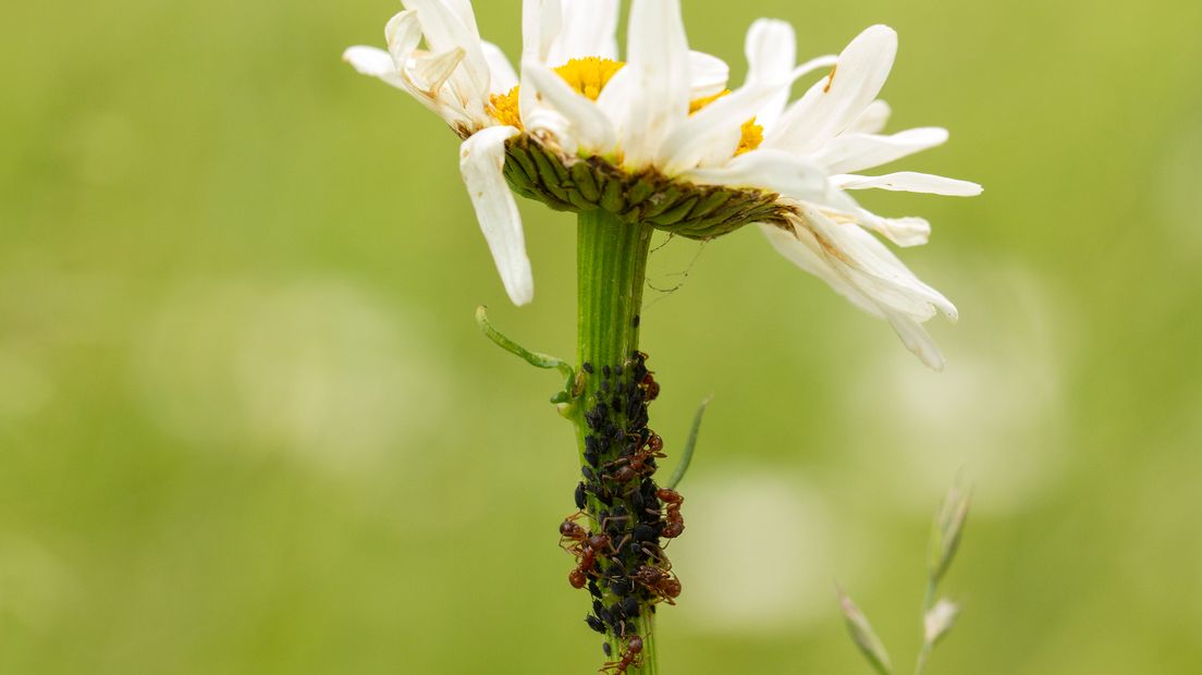 Een margrietensoort gebruikt een slim trucje om bladluizen van zich af te houden. Dat ontdekte onderzoeker Maarten Jongsma van Wageningen University & Research. De plantjes produceren de alarmgeurstof van bladluizen, waardoor de diertjes er zo ver mogelijk uit de buurt blijven. Lieveheersbeestjes worden juist gelokt door de margriet.