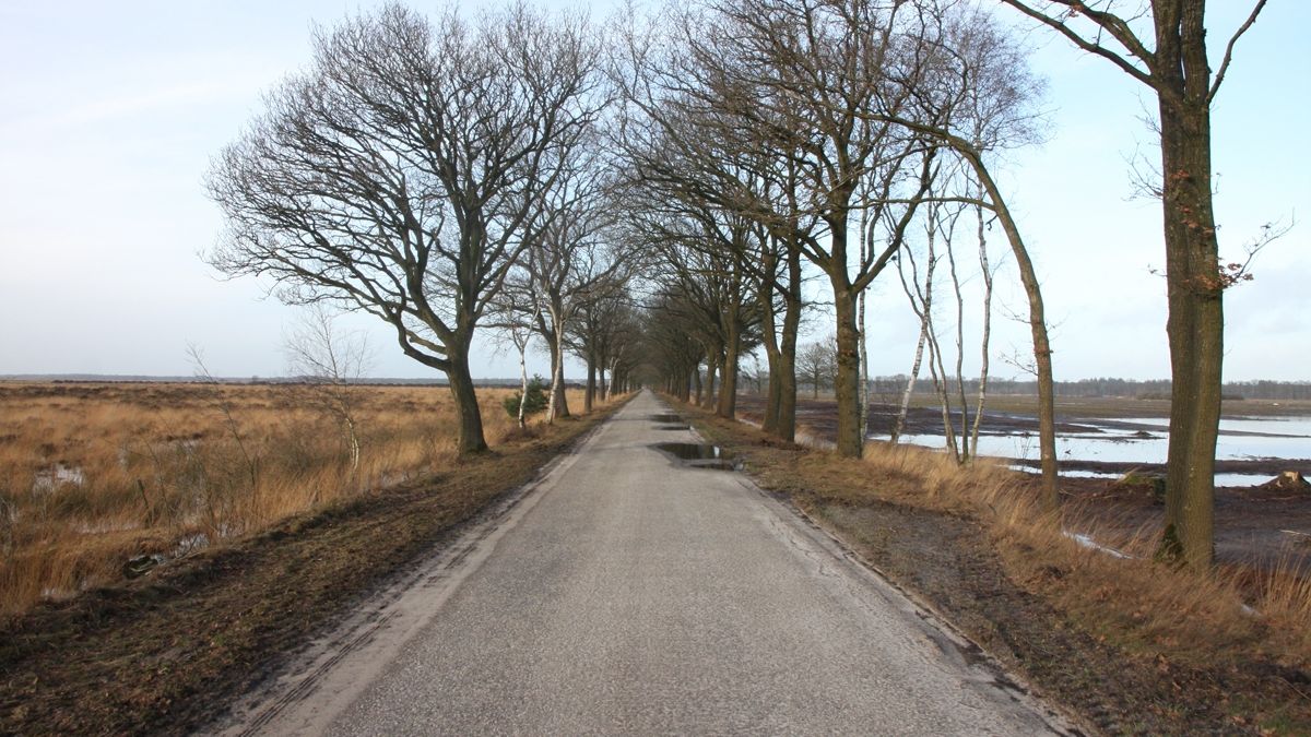 Stichting Woudreus doet aangifte van illegale bomenkap