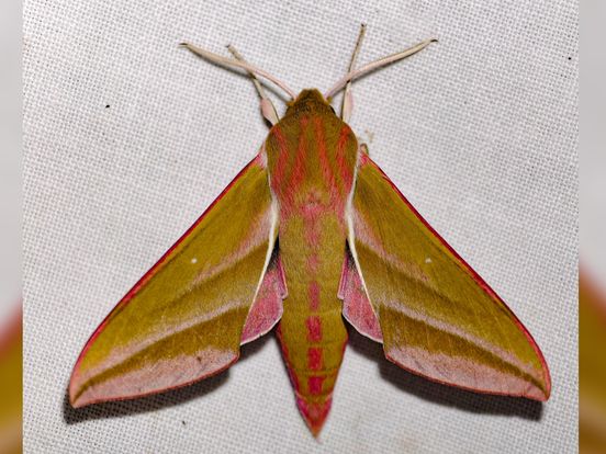 Op pad in de Drentse natuur