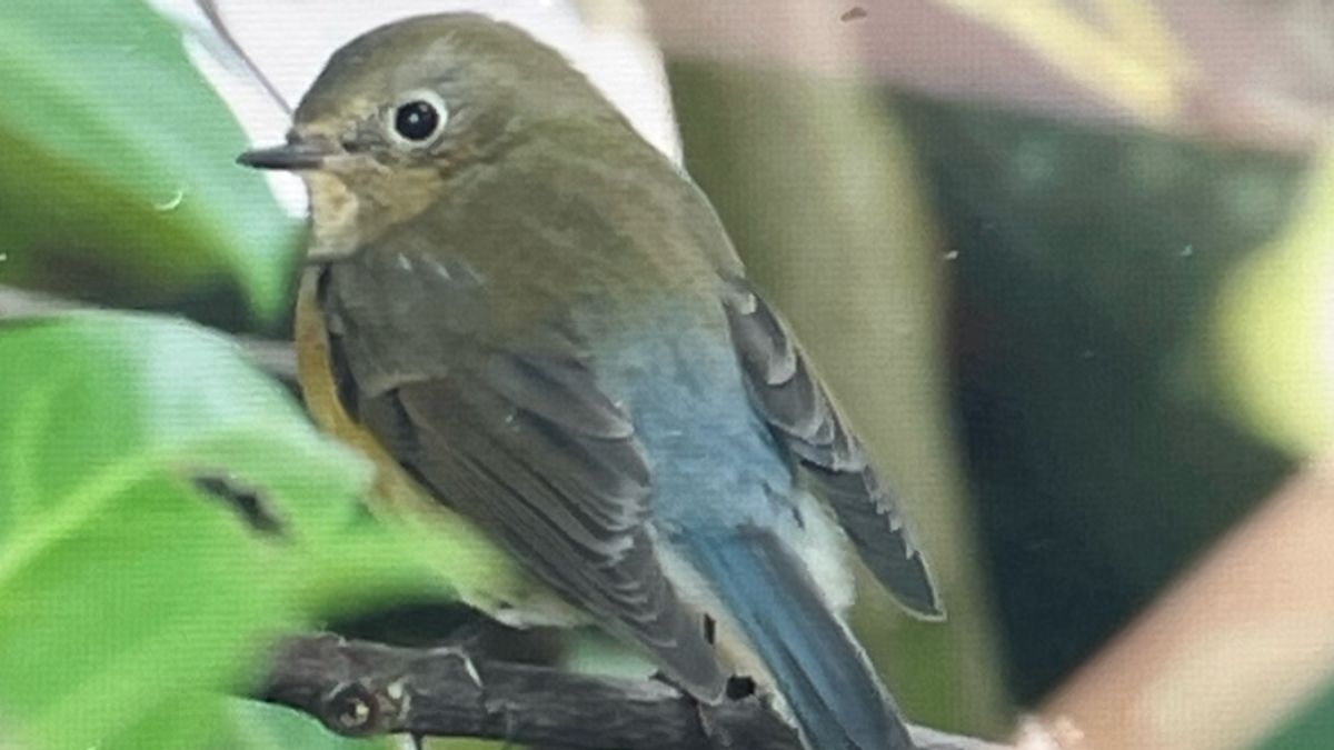 Drukte in Leeuwarder wijk door bijzonder vogeltje: 