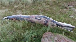 Nieuwe keversoorten ontdekt bij walviskadaver Rottumerplaat