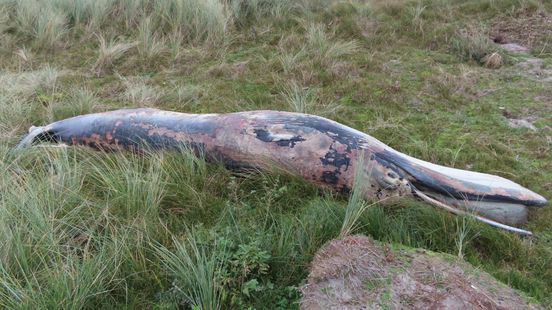 Walviskadaver op Rottumerplaat trekt 'allerlei bijzondere soorten aan'