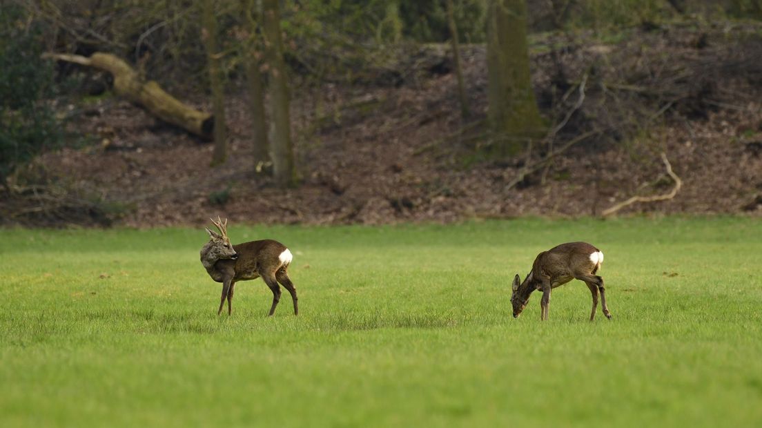 Reeën in Buurserzand worden geteld door boswachter en ecoloog