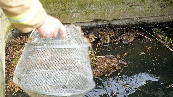Brandweer redt baby-eendjes uit rooster in Weert Nieuws