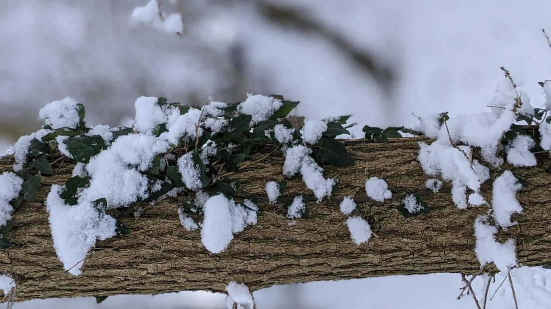 Ann de Jong maakte deze mooie sneeuwfoto