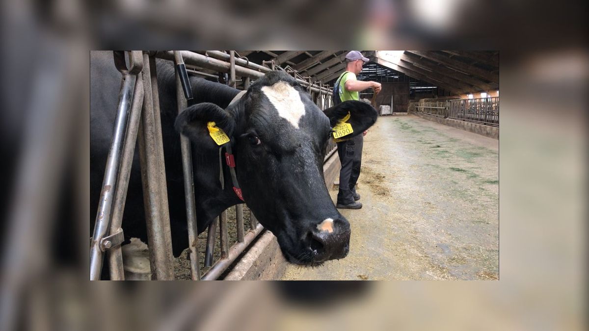 FF boeren: open dagen bij boeren in Gaasterland