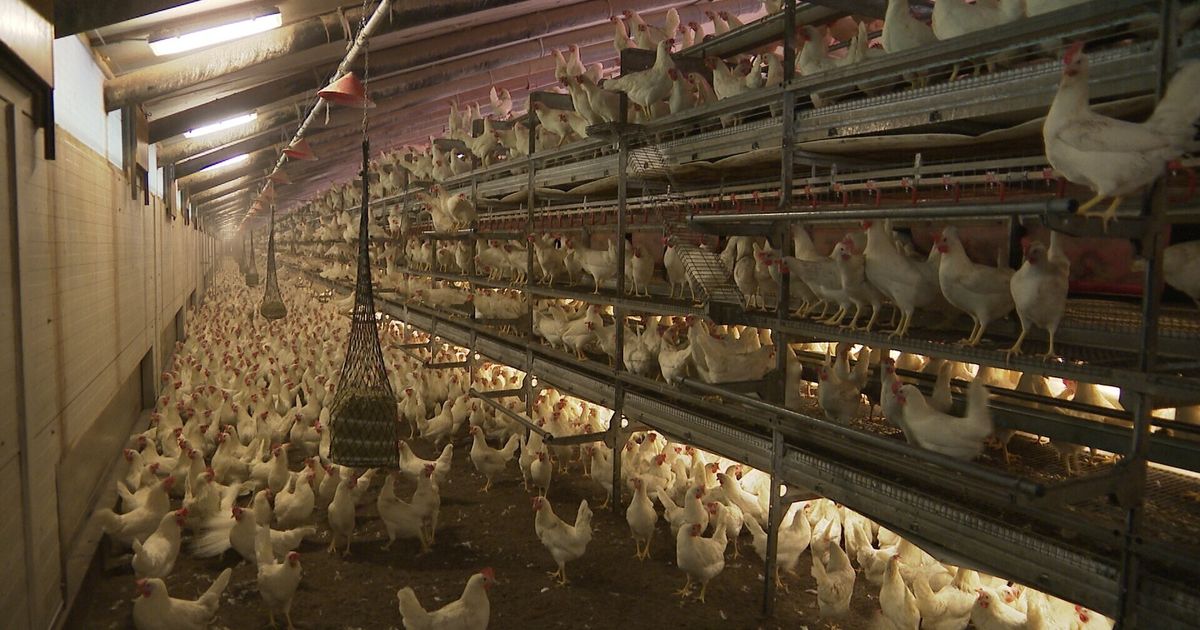 「ウィアースマ大臣は家畜頭数を削減する予定で、養鶏農家や養豚農家も対象にしている」