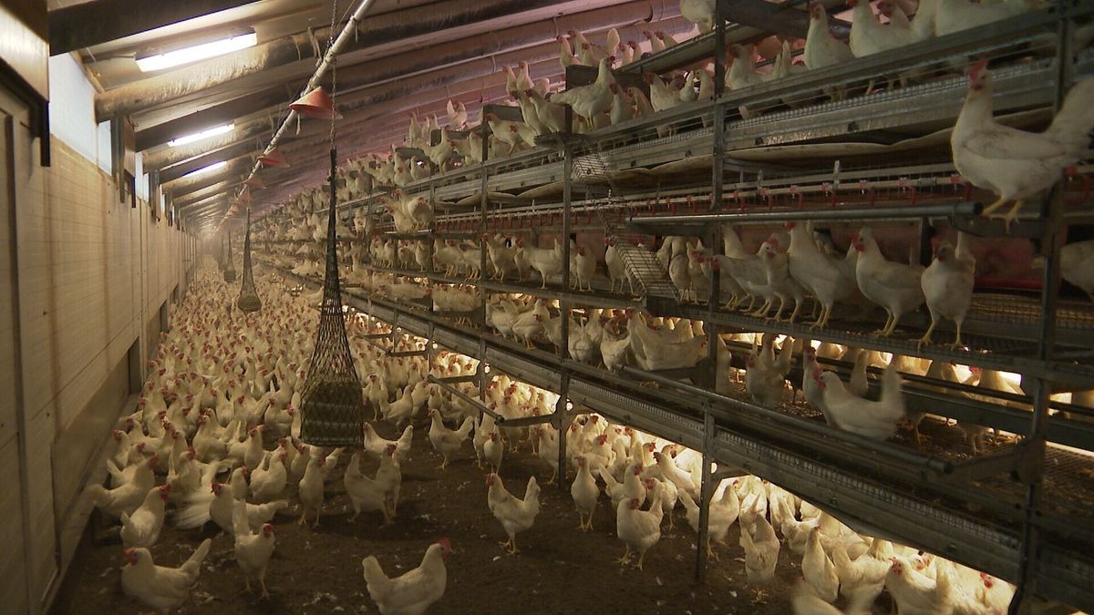 Strijd over natuurvergunning kippenstal in Nieuw Annerveen gaat door