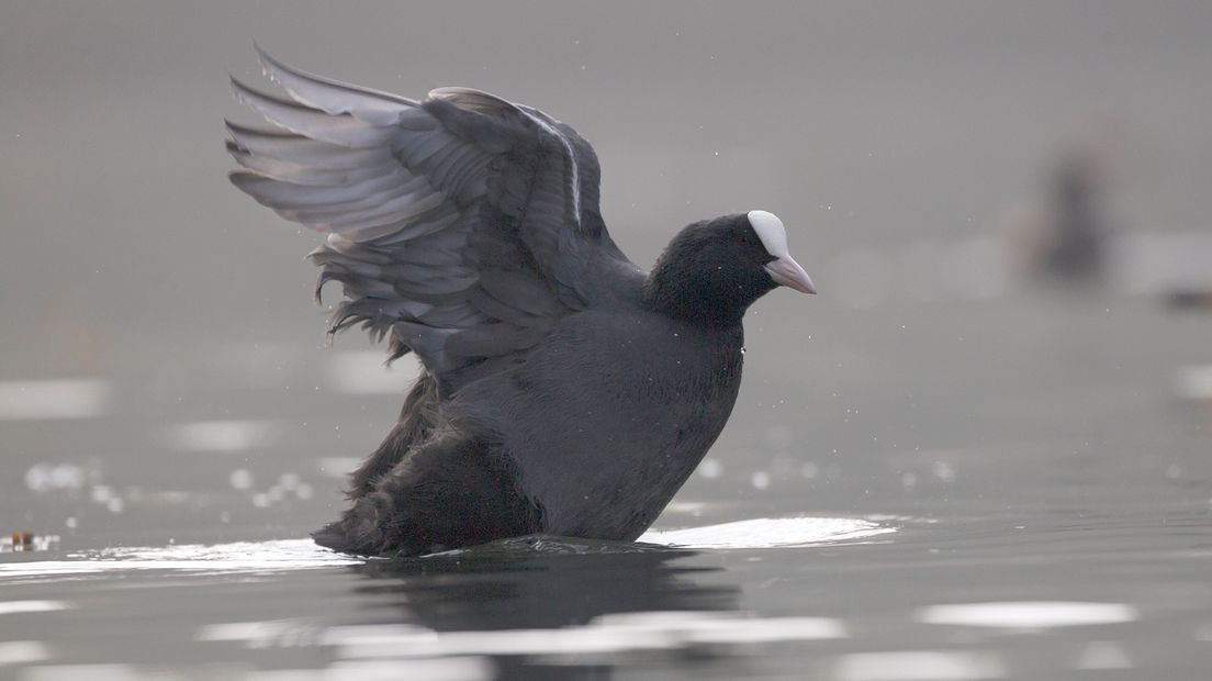 Veel (beginnende) natuurfotografen willen op een bepaald moment ook vogels fotograferen. Logisch natuurlijk want vogels zijn er altijd en overal en in allerlei smaken en kleuren.