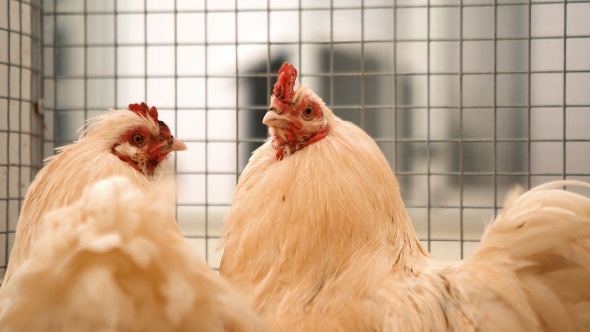 Steeds meer hanen gedumpt na uitbroeden van eitjes: 'Mensen willen geen haan vanwege geluid'