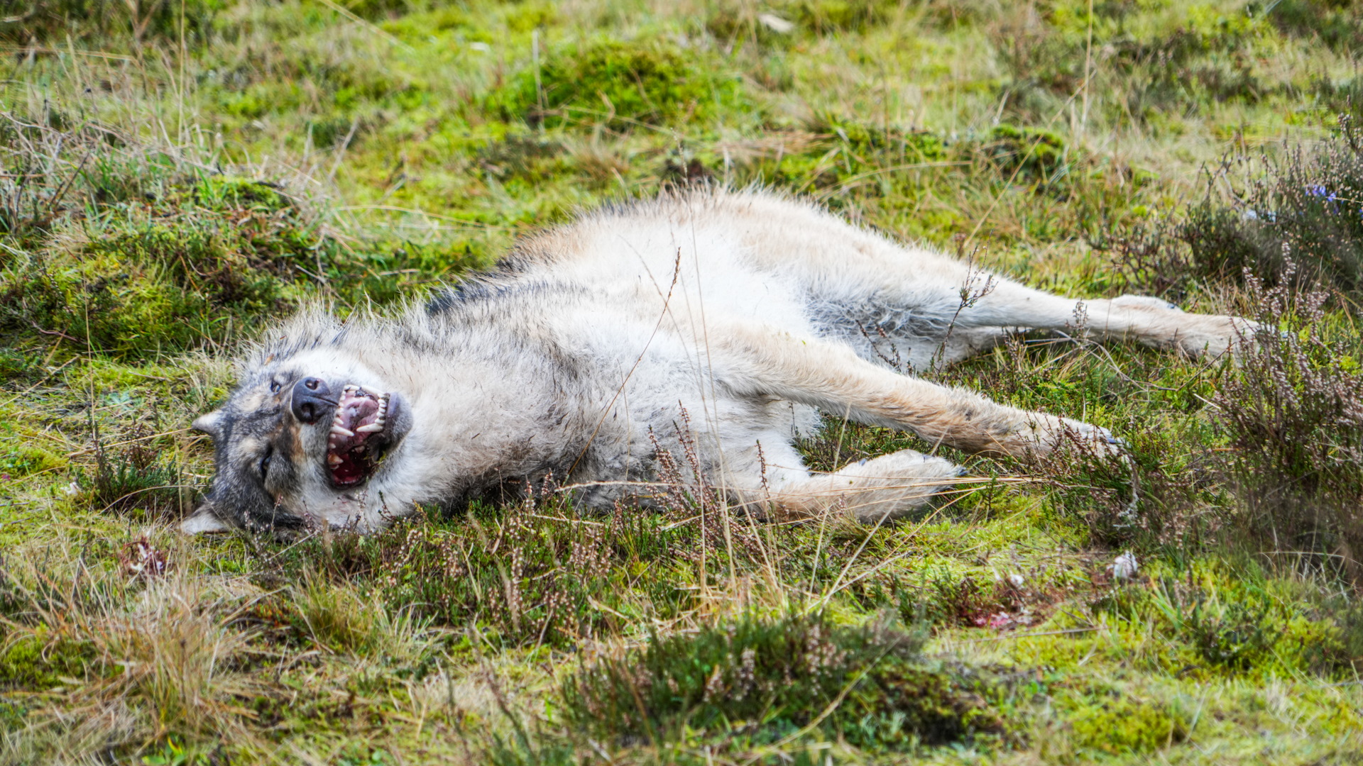 Twadde deade wolf yn twa dagen fûn, no flakby Fryske provinsjegrins