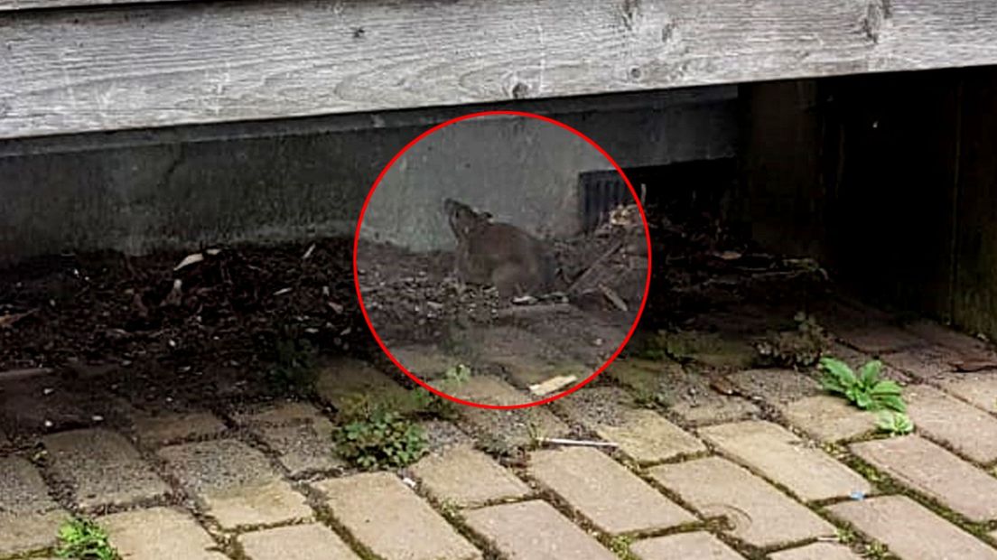 Een rat in de tuin van Sonja Wekema