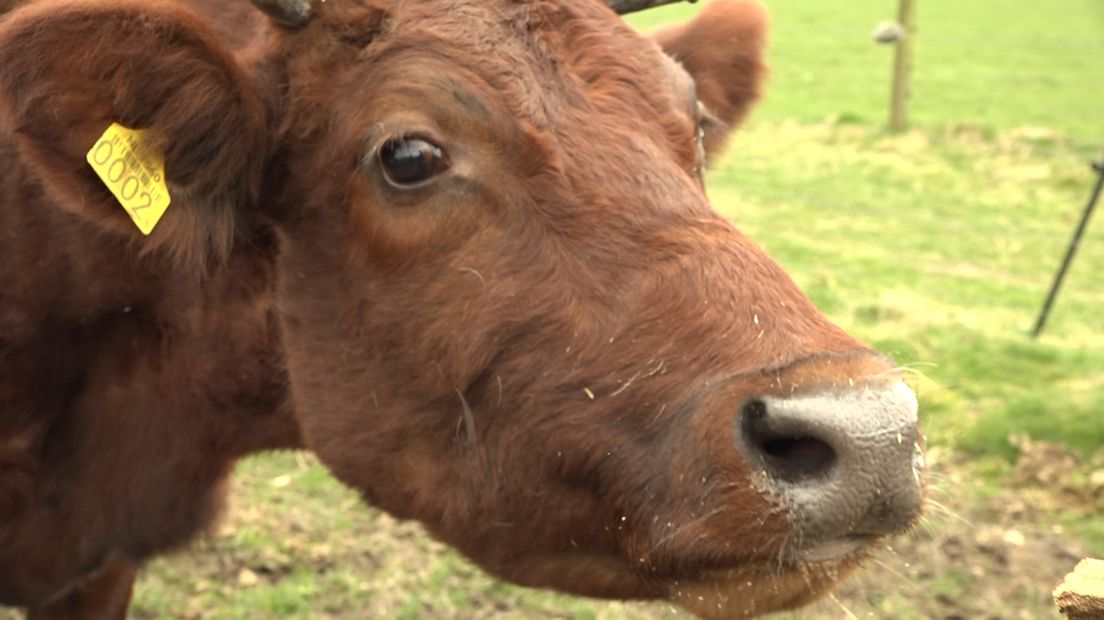 Door de extra kosten die boeren moeten maken voor de fosfaatwet dreigen zeldzame koeienrassen uit te sterven, vreest de stichting Zeldzame Huisdierrassen in Wageningen.